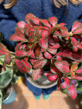 Load image into Gallery viewer, Fittonia Tiger Red / Nerve Plant
