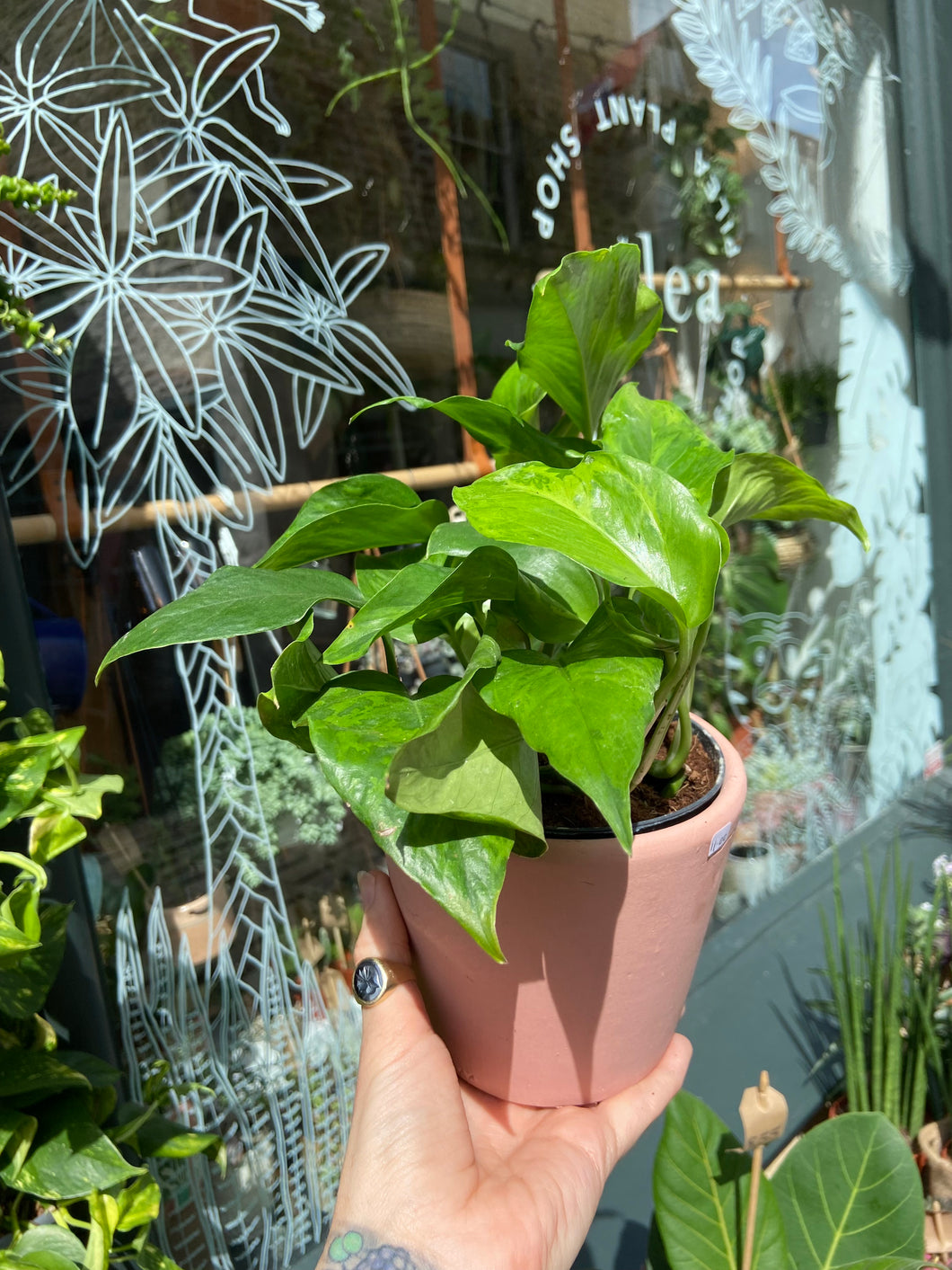 Epipremnum pinnatum Marble Green - Pothos