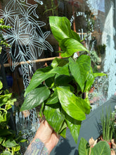 Load image into Gallery viewer, Epipremnum pinnatum Marble Green - Pothos
