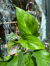 Load image into Gallery viewer, Epipremnum pinnatum Marble Green - Pothos
