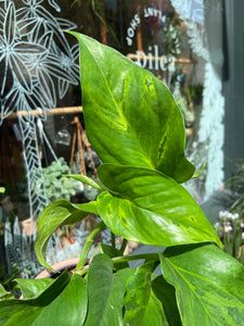 Epipremnum pinnatum Marble Green - Pothos