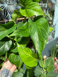 Epipremnum pinnatum Marble Green - Pothos