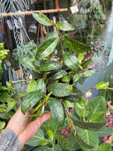 Load image into Gallery viewer, Aeschynanthus marmoratus 11cm Pot - Lipstick Vine
