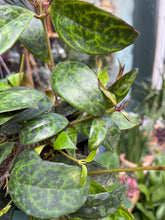 Load image into Gallery viewer, Aeschynanthus marmoratus 11cm Pot - Lipstick Vine
