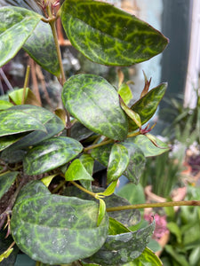 Aeschynanthus marmoratus 11cm Pot - Lipstick Vine