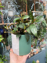 Load image into Gallery viewer, Aeschynanthus marmoratus 11cm Pot - Lipstick Vine
