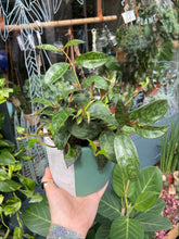 Load image into Gallery viewer, Aeschynanthus marmoratus 11cm Pot - Lipstick Vine
