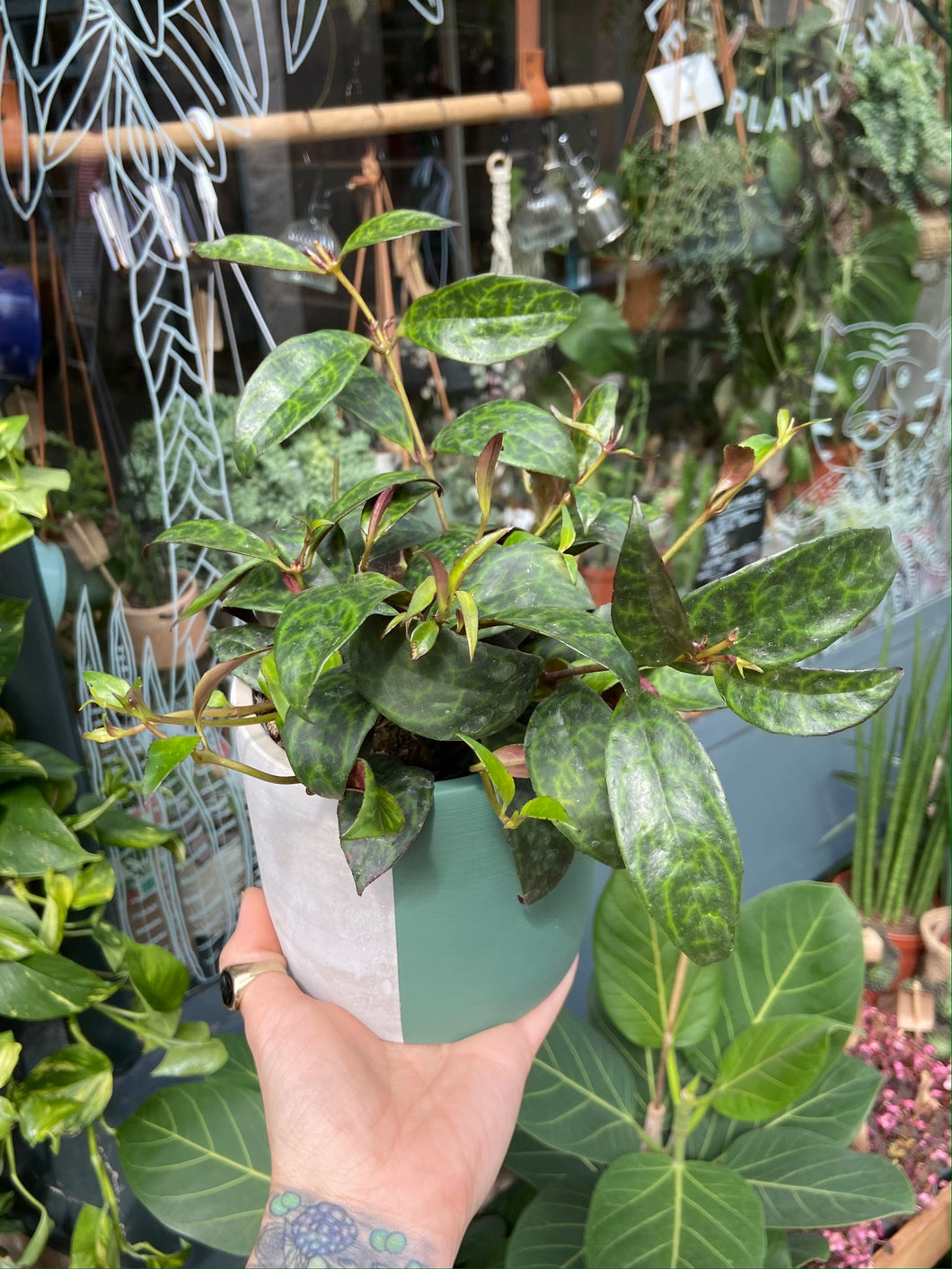 Aeschynanthus marmoratus 11cm Pot - Lipstick Vine