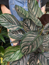 Load image into Gallery viewer, Calathea ornata Sanderiana / Pinstripe Calathea
