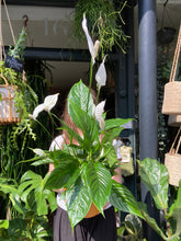 Load image into Gallery viewer, Spathiphyllum verdi / Peace Lily - *Local Delivery or Local Pick Up Only*
