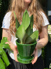 Load image into Gallery viewer, Sansevieria trifasciata Moonshine / Snake Plant
