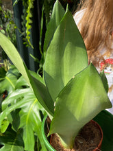 Load image into Gallery viewer, Sansevieria trifasciata Moonshine / Snake Plant
