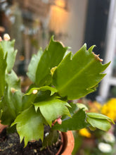 Load image into Gallery viewer, Schlumbergera White / Christmas Cactus - 7cm Pot
