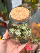 Load image into Gallery viewer, Spherical Sealed Terrarium - *Local Delivery or Local Pick Up Only*
