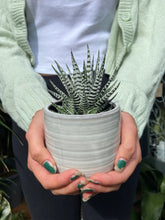 Load image into Gallery viewer, Haworthia Fasciata Alba
