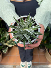 Load image into Gallery viewer, Haworthia Fasciata Alba

