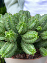 Load image into Gallery viewer, Euphorbia tubiglans

