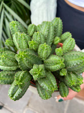Load image into Gallery viewer, Euphorbia tubiglans
