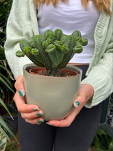 Load image into Gallery viewer, Euphorbia tubiglans
