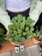 Load image into Gallery viewer, Euphorbia tubiglans
