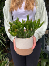 Load image into Gallery viewer, Crassula ovata Hobbit - Jade Plant

