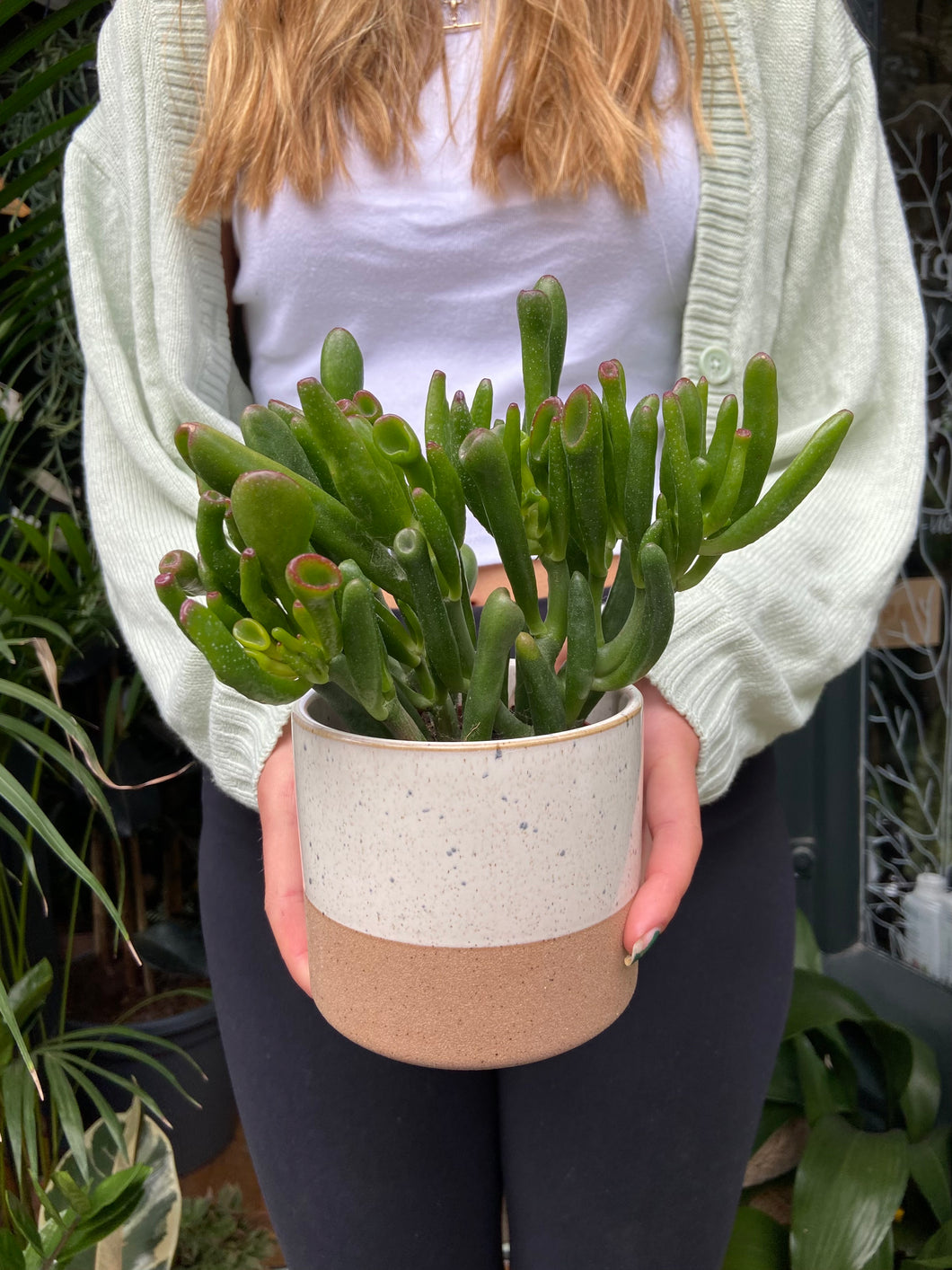 Crassula ovata Hobbit - Jade Plant