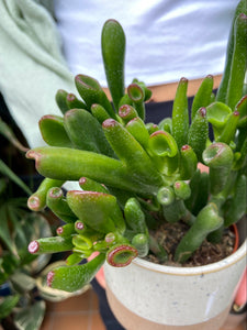 Crassula ovata Hobbit - Jade Plant