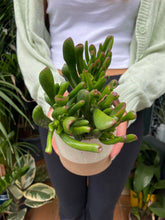 Load image into Gallery viewer, Crassula ovata Hobbit - Jade Plant
