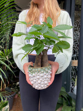 Load image into Gallery viewer, Pachira aquatica - Money Tree
