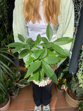 Load image into Gallery viewer, Pachira aquatica - Money Tree
