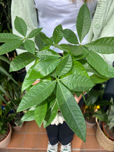 Load image into Gallery viewer, Pachira aquatica - Money Tree
