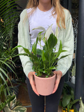 Load image into Gallery viewer, Spathiphyllum torelli - Peace Lily
