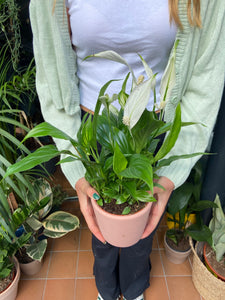 Spathiphyllum torelli - Peace Lily
