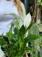 Load image into Gallery viewer, Spathiphyllum torelli - Peace Lily
