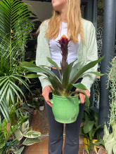 Load image into Gallery viewer, Guzmania akbar - *Local Delivery or Local Pick Up Only*
