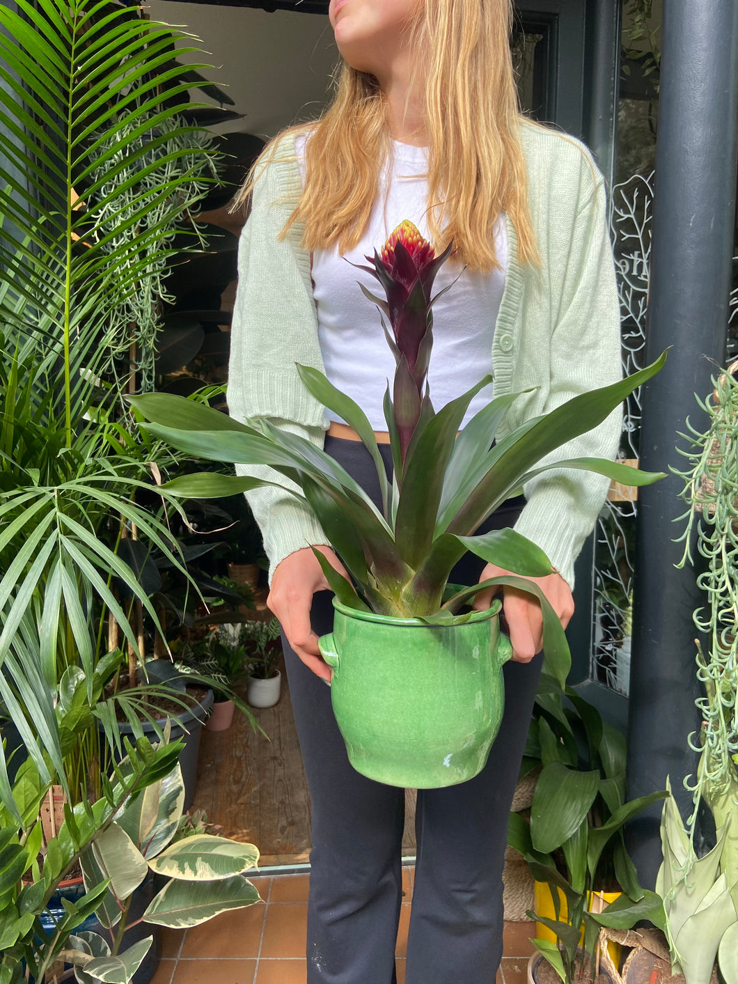 Guzmania akbar - *Local Delivery or Local Pick Up Only*