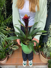 Load image into Gallery viewer, Guzmania akbar - *Local Delivery or Local Pick Up Only*
