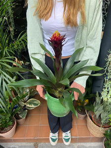 Guzmania akbar - *Local Delivery or Local Pick Up Only*