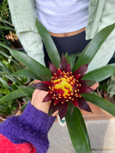 Load image into Gallery viewer, Guzmania akbar - *Local Delivery or Local Pick Up Only*
