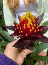 Load image into Gallery viewer, Guzmania akbar - *Local Delivery or Local Pick Up Only*
