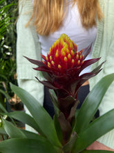 Load image into Gallery viewer, Guzmania akbar - *Local Delivery or Local Pick Up Only*
