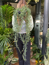 Load image into Gallery viewer, Senecio radicans - String of Bananas
