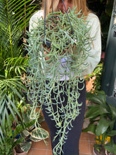 Load image into Gallery viewer, Senecio radicans - String of Bananas

