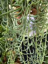 Load image into Gallery viewer, Senecio radicans - String of Bananas
