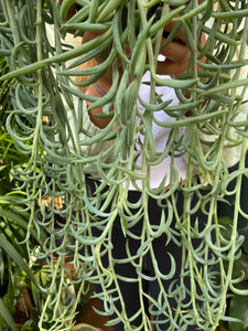 Senecio radicans - String of Bananas