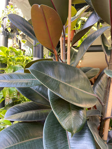 Ficus elastica Abidjan 3 Stem - *Local Delivery or Local Pick Up Only*