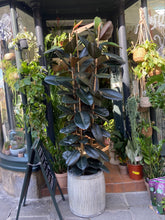Load image into Gallery viewer, Ficus elastica Abidjan 3 Stem - *Local Delivery or Local Pick Up Only*

