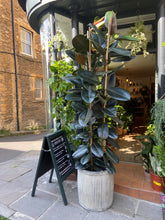 Load image into Gallery viewer, Ficus elastica Abidjan 3 Stem - *Local Delivery or Local Pick Up Only*
