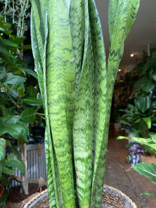 Sansevieria trifasciata Zeylanica 17cm Pot - *Local Delivery or Pick Up Only*