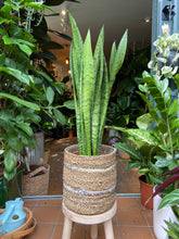 Load image into Gallery viewer, Sansevieria trifasciata Zeylanica 17cm Pot - *Local Delivery or Pick Up Only*
